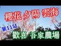 第11站吾家農場 櫻花夕陽雲海 拉拉山騎機車賞櫻 2024年2月22日 --