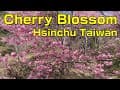 Cherry Blossom Hsinchu Taiwan | 新竹賞櫻 萬里山園