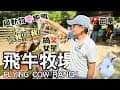 【苗栗景點】🐄 飛牛牧場好FUN！零距離體驗餵羊+擠牛奶+群鴨狂奔😂 | 秘境咖啡廳「回角咖啡」☕️ | Taiwan 🇹🇼 Travel