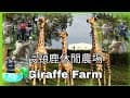 長頸鹿休閒農場 Giraffe Farm