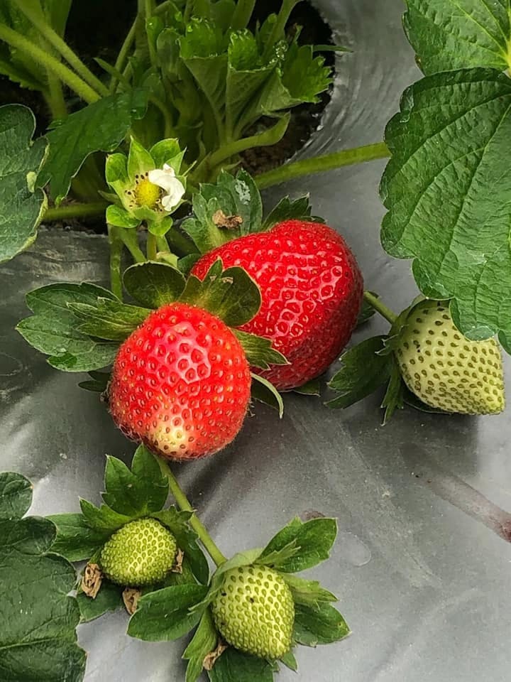 草莓園-