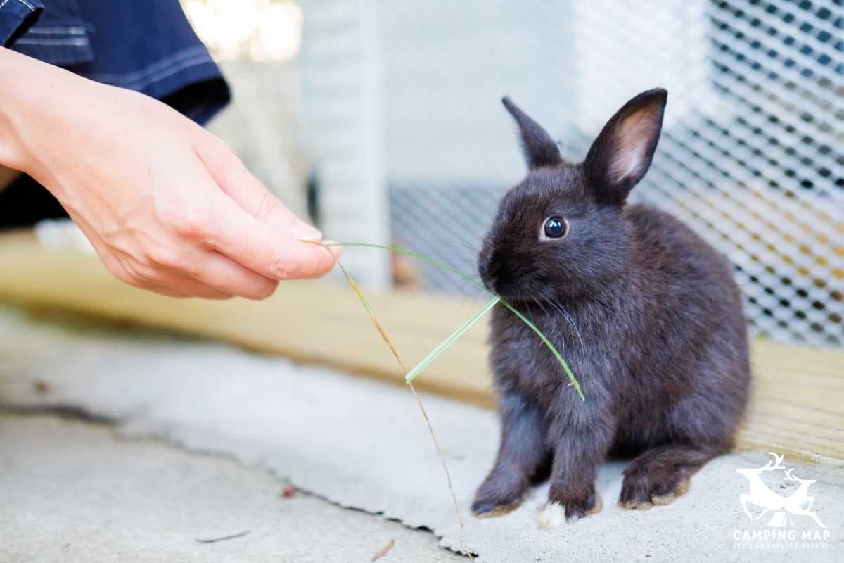 可愛動物區-