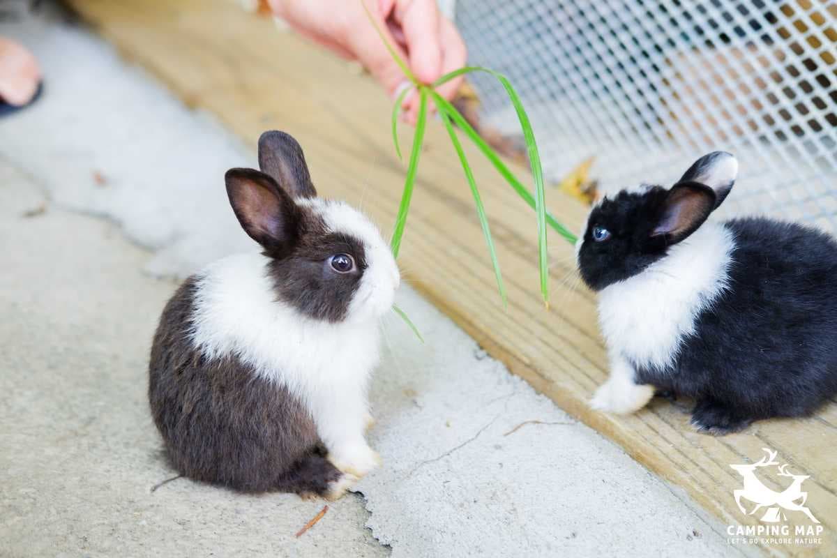 可愛動物區-